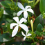 Jasmine 1oz Personal Diffuser
