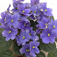 Violet Spa Candle