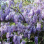 Wisteria Spa Candle