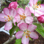 Apple Blossom Spa Candle Apple Blossom Spa Candle