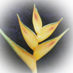 Butt Naked Spa Candle