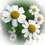 Chamomile Tea Spa Candle Chamomile Tea Spa Candle