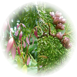 Cinnamon & Cedar 1oz Personal Diffuser