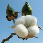 Clean Cotton Spa Candle