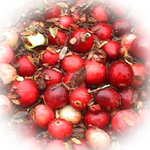 Cranberry Spa Candle Cranberry Spa Candle