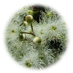 Eucalyptus Spa Candle Eucalyptus Spa Candle