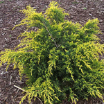 Juniper Breeze Spa Candle Juniper Breeze Spa Candle