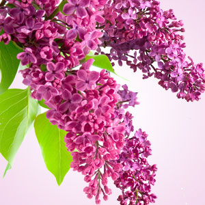 Lilac 1oz Personal Diffuser