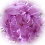 Lilac Spa Candle Lilac Spa Candle