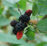 Mulberry Spa Candle Mulberry Spa Candle