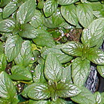 Peppermint Spa Candle Peppermint Spa Candle