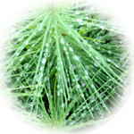 Pine Needle Spa Candle Pine Needle Spa Candle