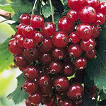 Red Currant Spa Candle Red Currant Spa Candle