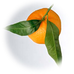 Tangerine Spa Candle Tangerine Spa Candle