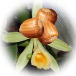 Vanilla Hazelnut Spa Candle