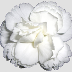 White Carnation Spa Candle