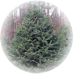 Balsam Spa Candle Balsam Spa Candle