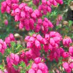 Heather Spa Candle Heather Spa Candle