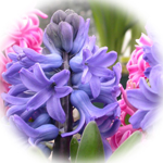 Hyacinth Spa Candle Hyacinth Spa Candle