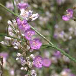 Lavender Spa Candle Lavender Spa Candle