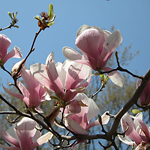 Magnolia Spa Candle Magnolia Spa Candle