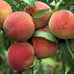 Peach Spa Candle