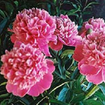 Peony Spa Candle Peony Spa Candle