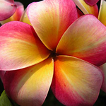 Plumeria Spa Candle Plumeria Spa Candle