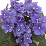 Violet Spa Candle Violet Spa Candle